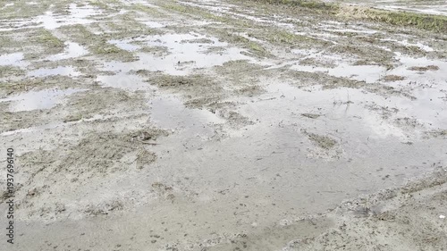 Muddy flooded rice field prepared for planting in a rural area