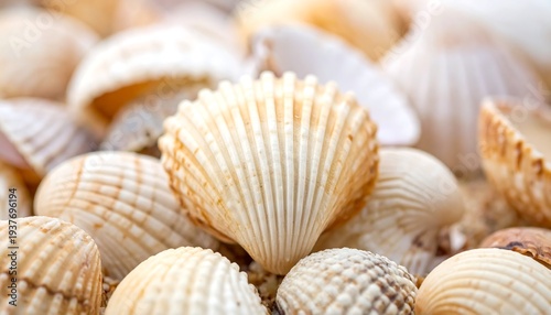 Seashell cluster An eye-level close-up of various seashells on sandy ground. Light, bright, shallow depth of field