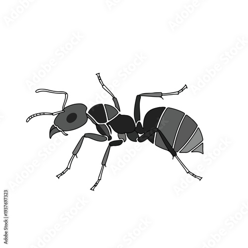 Detailed illustration of an ant with distinctive body segments