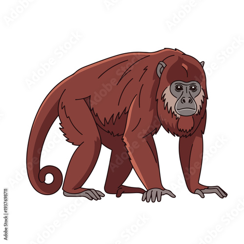 Red Haired Monkey Standing on Four Legs on White Background