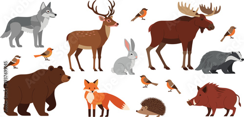 Forest Animals Vector Set with Bear, Wolf, Deer, Moose, Fox, Boar, Badger and Woodland Wildlife Illustration Collection