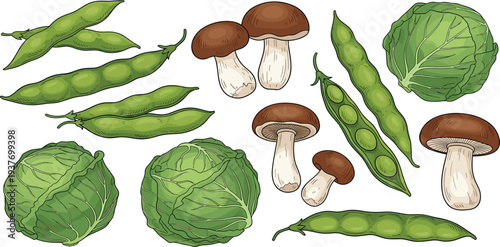 Fresh Vegetables Set with Green Peas Cabbage and Mushrooms Hand Drawn Organic Farm Food Vector Illustration Collection