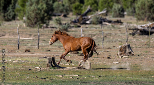 Chestnut piebald wild horse stallion running in the White Mountains near Heber Arizona United States