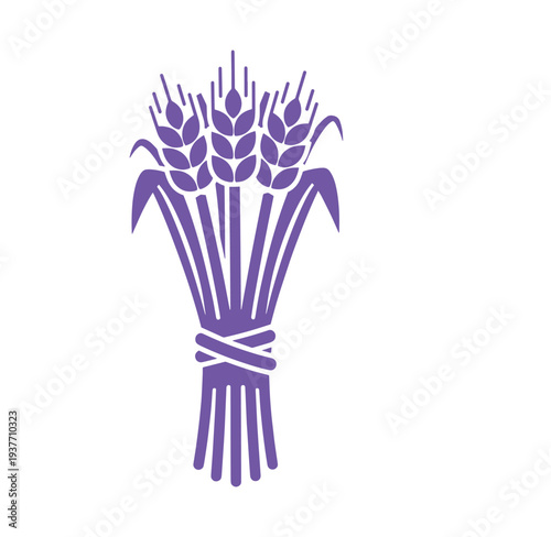 Purple wheat sheaf bundle tied together with twine on white background