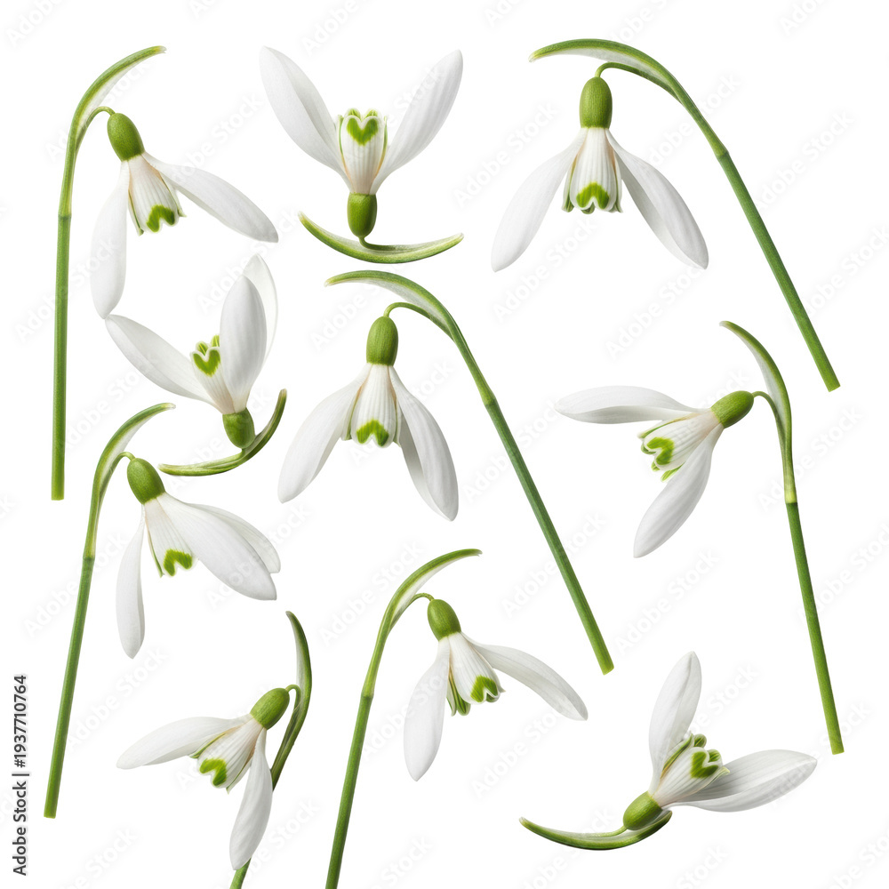 Fototapeta premium Multiple ultra-detailed snowdrop flower sprigs with delicate white petals and green markings, scattered on a seamless bright white background, conveying pure natural beauty and freshness