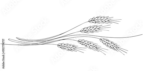 One continuous line. Spikelet of wheat. Spikelet of a cereal plant. Flat minimal icon. One continuous line on a white background, Ears of wheat one line drawing on white isolated background