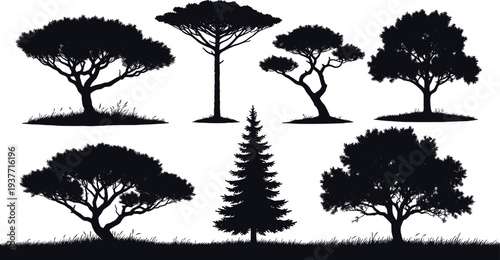 Collection of tree silhouettes including pine and acacia shapes, natural forest vegetation vector set isolated on white background for landscape design and nature illustration
