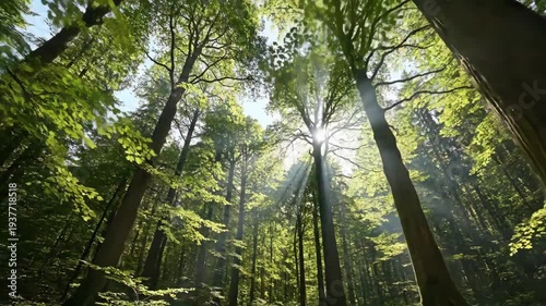 Sunlight filtering through tall trees in a lush green forest.