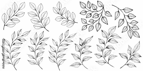 Botanical illustration featuring various delicately drawn leafy branches