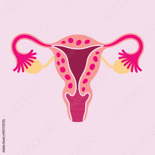 Stylized vector illustration of a female reproductive system, uterus and ovaries