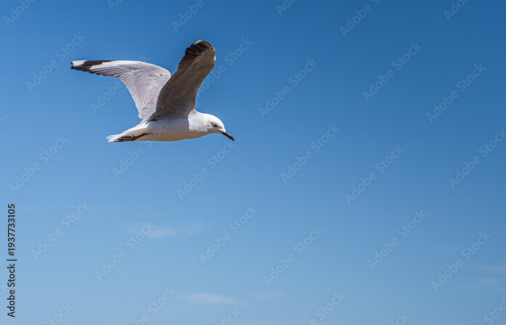 Obraz premium Seagull soaring over the Indian Ocean, South Africa coastal wildlife in flight, blue sea background