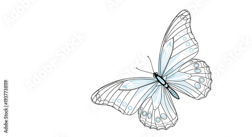 Beautiful butterfly with detailed wings in a light blue and white line art illustration against a white background.