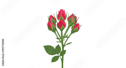 Bouquet of fresh red rose buds on a single green stem with leaves is depicted in a detailed botanical illustration against a white base.