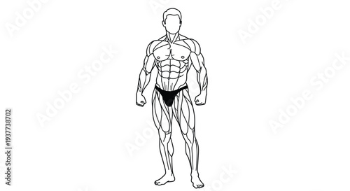 Black and white line drawing of a male bodybuilder showing various muscle groups of the human body in a front view anatomical pose.