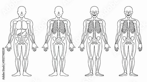 Four human body illustrations showing skeletal and muscular anatomy from front view