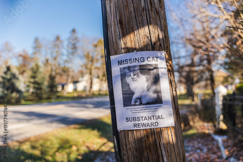 Missing cat reward poster attached to wooden utility pole on quiet suburban street in USA
