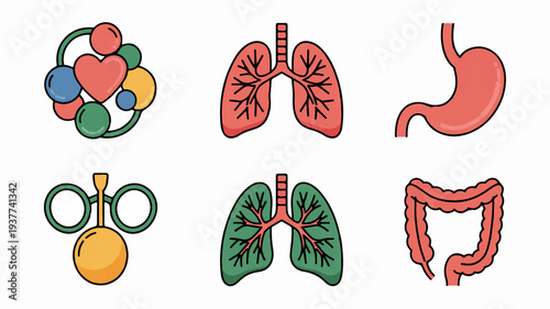 Human organs and lungs illustrations medical anatomy icons health symbols set