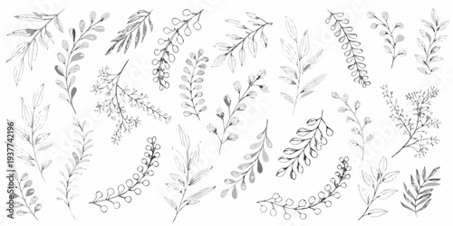 Delicate botanical illustration featuring various sketched leafy branches and stems