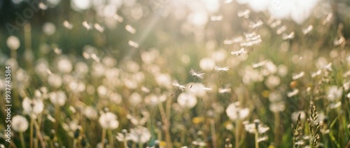 Dandelion Seeds Float in the Air on a Sunny Day in a Grassy Field During Spring Season
