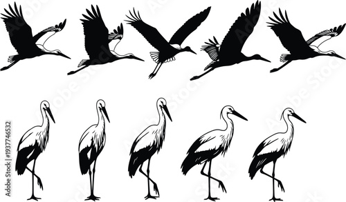 Black stork bird silhouette collection featuring flying and standing poses, elegant heron and crane figures for nature and wildlife conservation designs.