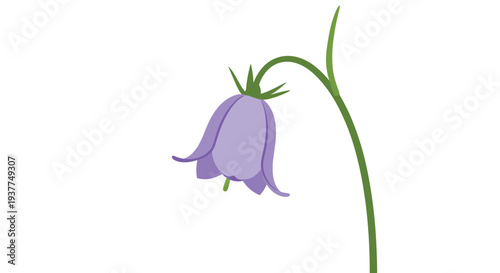 Elegant single purple bellflower hanging from a curved green stem with delicate petals and a simple green bud.
