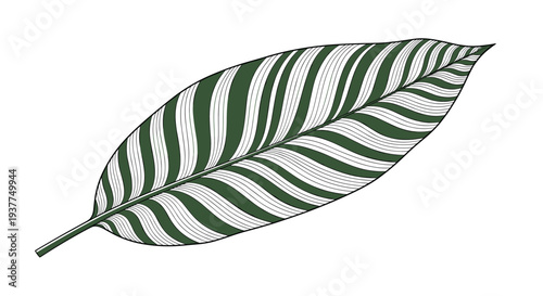 Detailed sketch of a large tropical leaf with dark green and white striped patterns, showing intricate veins and a graceful curved shape design.