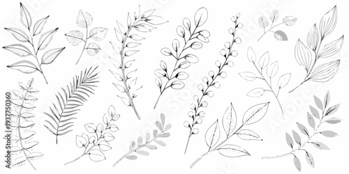 Delicate botanical illustration featuring various sketched leaves and branches
