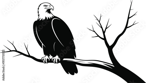Black silhouette of a bald eagle on a bare branch with a watchful gaze white background bird perched