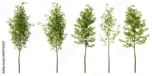 Εκτύπωση καμβά Set of slender rowan deciduous trees with fresh green foliage at different heigh