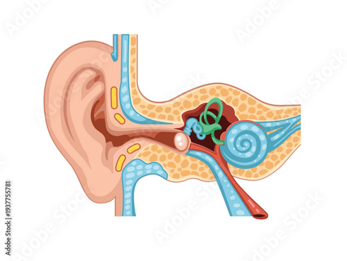 Human Ear Anatomy Cross Section