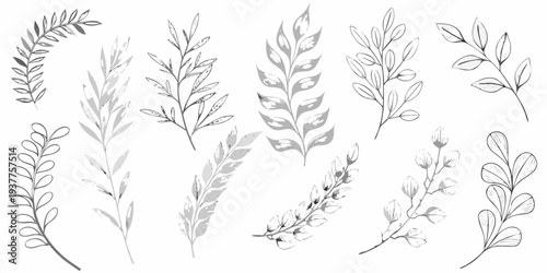 A collection of delicate hand drawn botanical leaf and branch illustrations