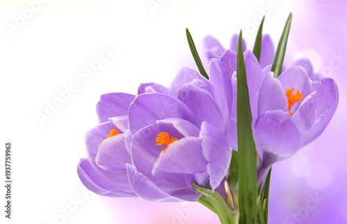 Beautiful background with purple flowers of crocus selective focus