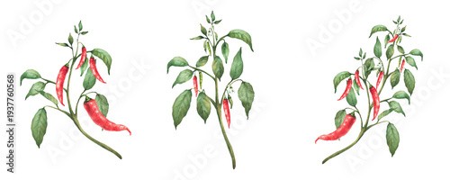Hot Chili pepper plant set. Watercolor painting of red pods and green leaves on the branch. Botanical realistic Cultivated vegetables illustration for gardening, seasoning Isolated from background