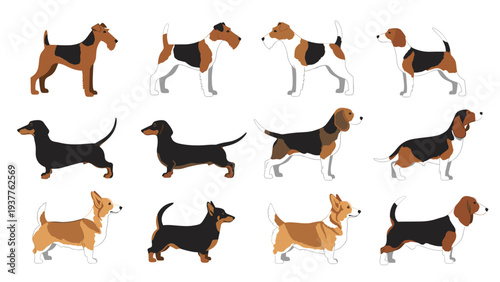 Diverse collection of popular dog breeds including terriers, beagles, dachshunds, and corgis in various active poses.