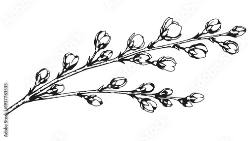 A flower branch vector illustration with buds and leaves in black