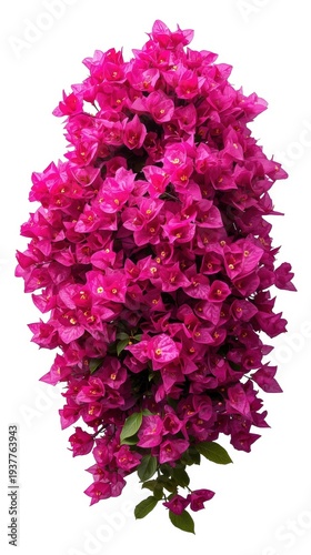 Wallpaper Mural Pink bougainvillea flower bunch isolated on white Torontodigital.ca