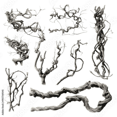 Vintage black ink twisted tree branches, gnarled deadwood vine bundle, hand drawn botanical illustration PNG for design isolated on Transparent Background