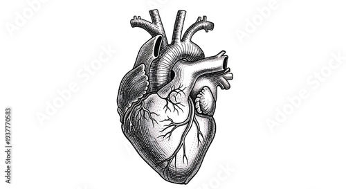 Heart human anatomical illustration with black ink stippling and linework on a white background, depicting valves and major vessels.