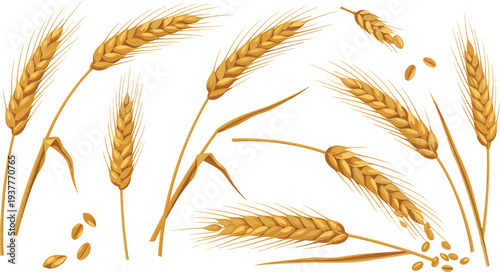 Golden Wheat Ear Vector Set Featuring Ripe Barley Spikes, Grain Seeds, and Agricultural Harvest Elements for Farm and Bakery Design