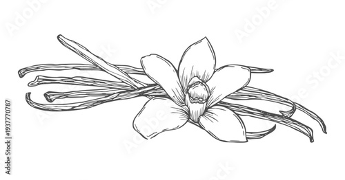 Vanilla pods, sticks with Vanilla flower. Hand drawing sketch isolated on white background. Kitchen herbs and spices.