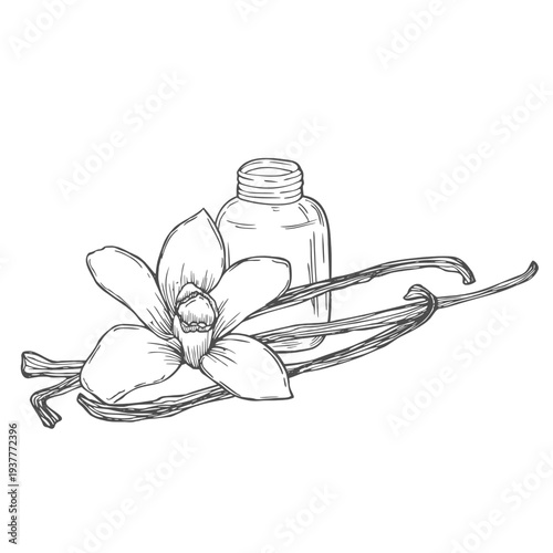 Vanilla Essential Oil with flowers and sticks. Hand drawn vector illustration of vintage transparent Bottle for aroma therapy on white isolated background.