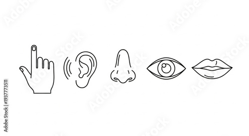 Illustration of human senses including touch, hearing, smell, sight, and taste from a frontal viewpoint