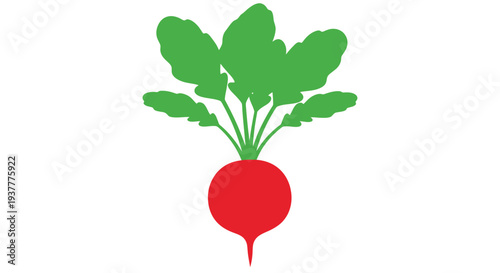 A vibrant illustration depicts a red radish with lush green leaves