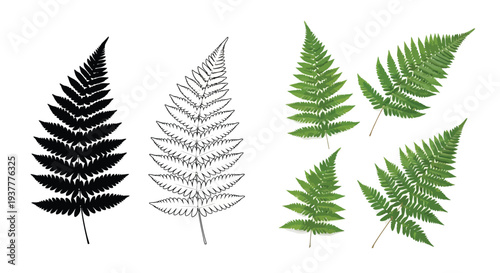 Fern leaves in varying styles solid outlined and realistic coloration