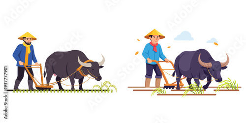 Farmers plowing rice fields with buffalo