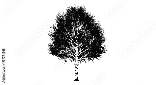 A stark silhouetted tree with a dense dark canopy against white
