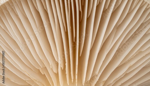 Detailed Mushroom Gill Structure, Natural Beige Tones