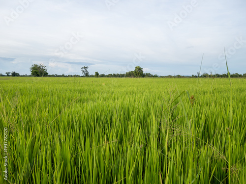 Green Rice Field Under Overcast White Sky.