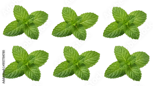 Fresh mint leaves isolated on white
