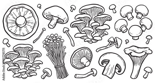 Hand Drawn Mushroom Line Art Set with Various Wild Mushrooms and Mushroom Slices